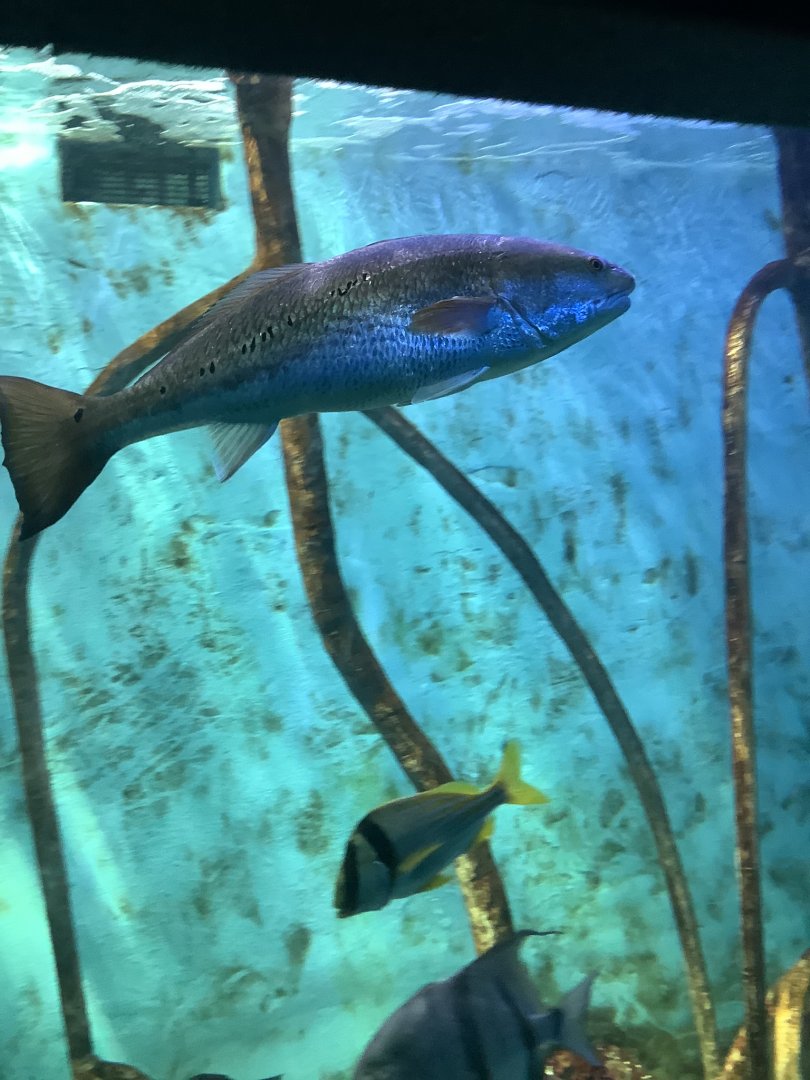 Red Drum (Sciaenops ocellatu) (top), Porkfish (Anisotremus virginicus), and Atlantic Spadefish, (Chaetodipterus faber) (bottom)