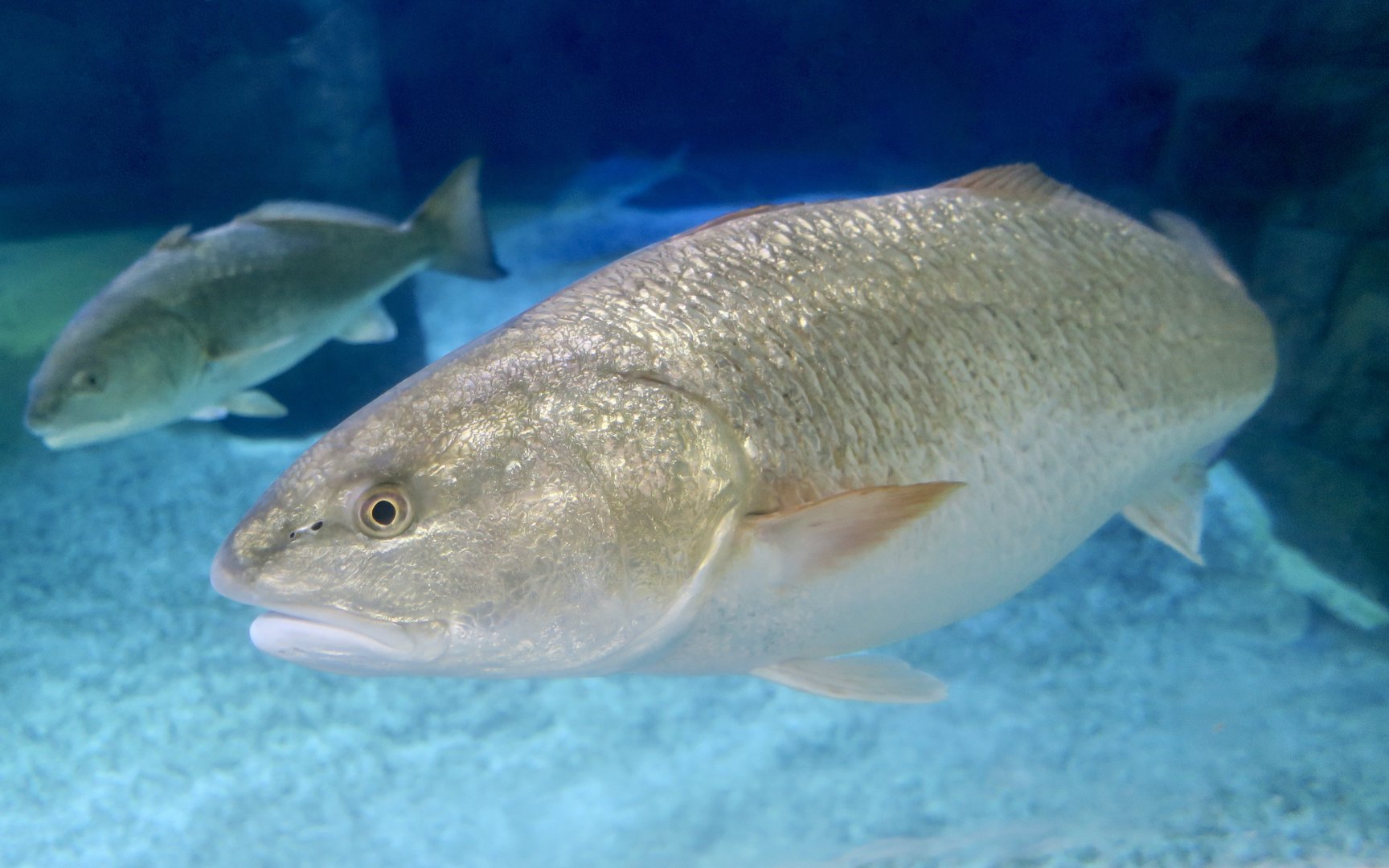 Red Drum (Sciaenops ocellatus)