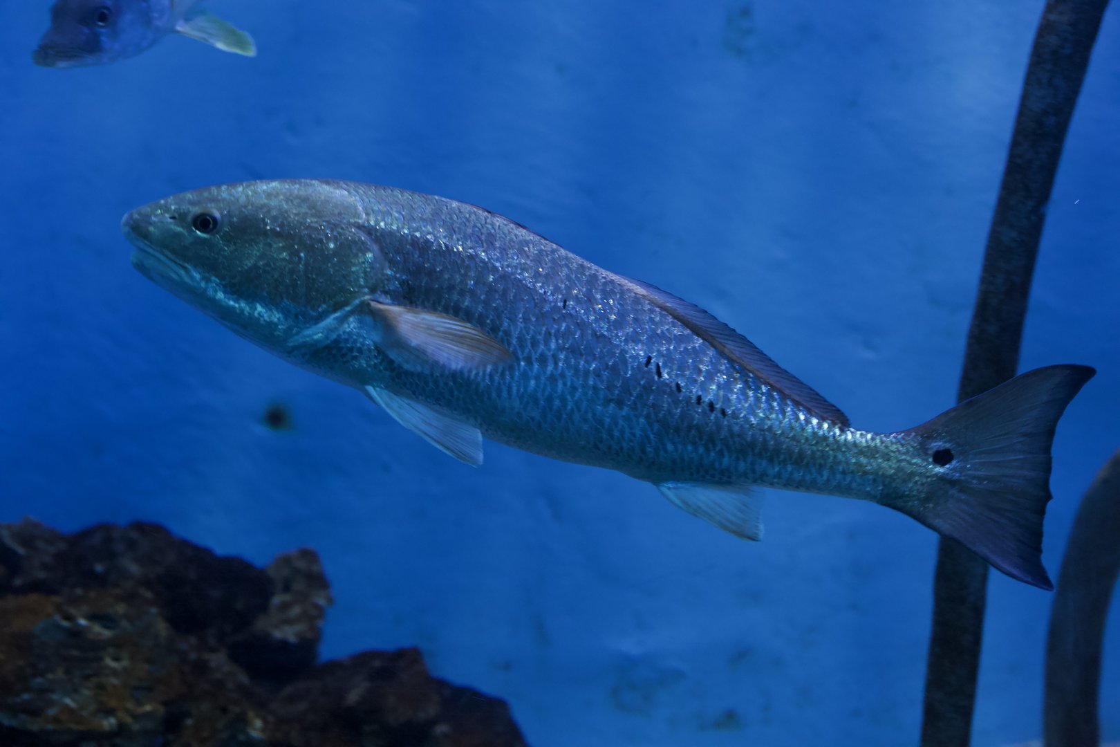 Red Drum/ Sciaenops ocellatus