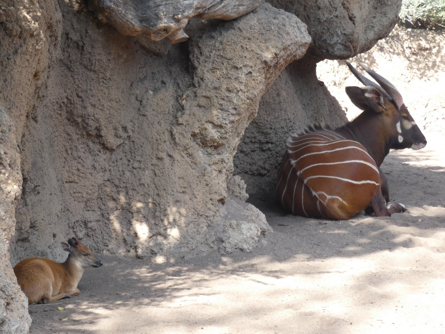 Red Duiker and Bongo