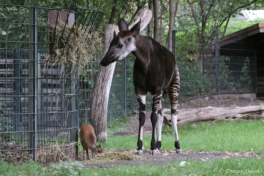 Red Duiker and Okapi