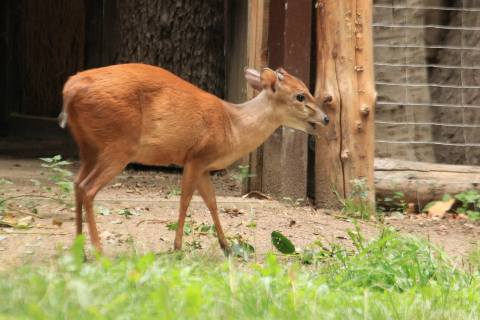 Red duiker (August 2019)