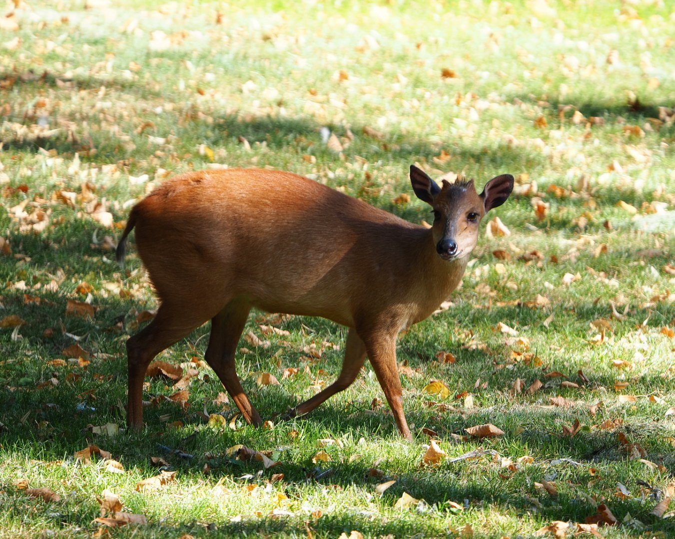 Red duiker (Cephalophus natalensis), 2019-09-21