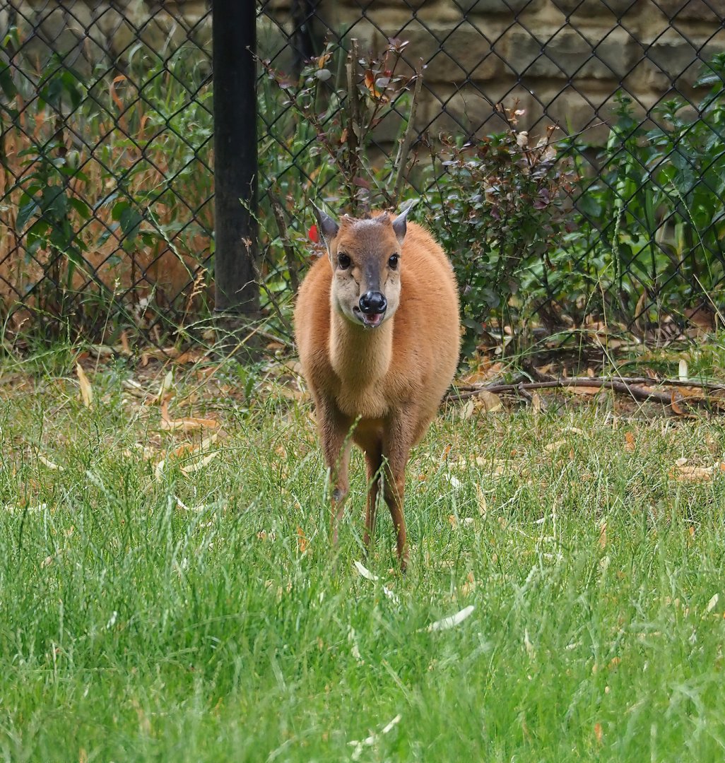Red duiker (Cephalophus natalensis), 2023-07-02