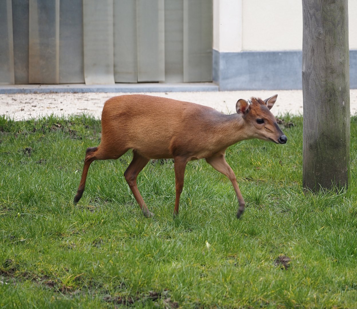 Red duiker (Cephalophus natalensis), 2024-03-09