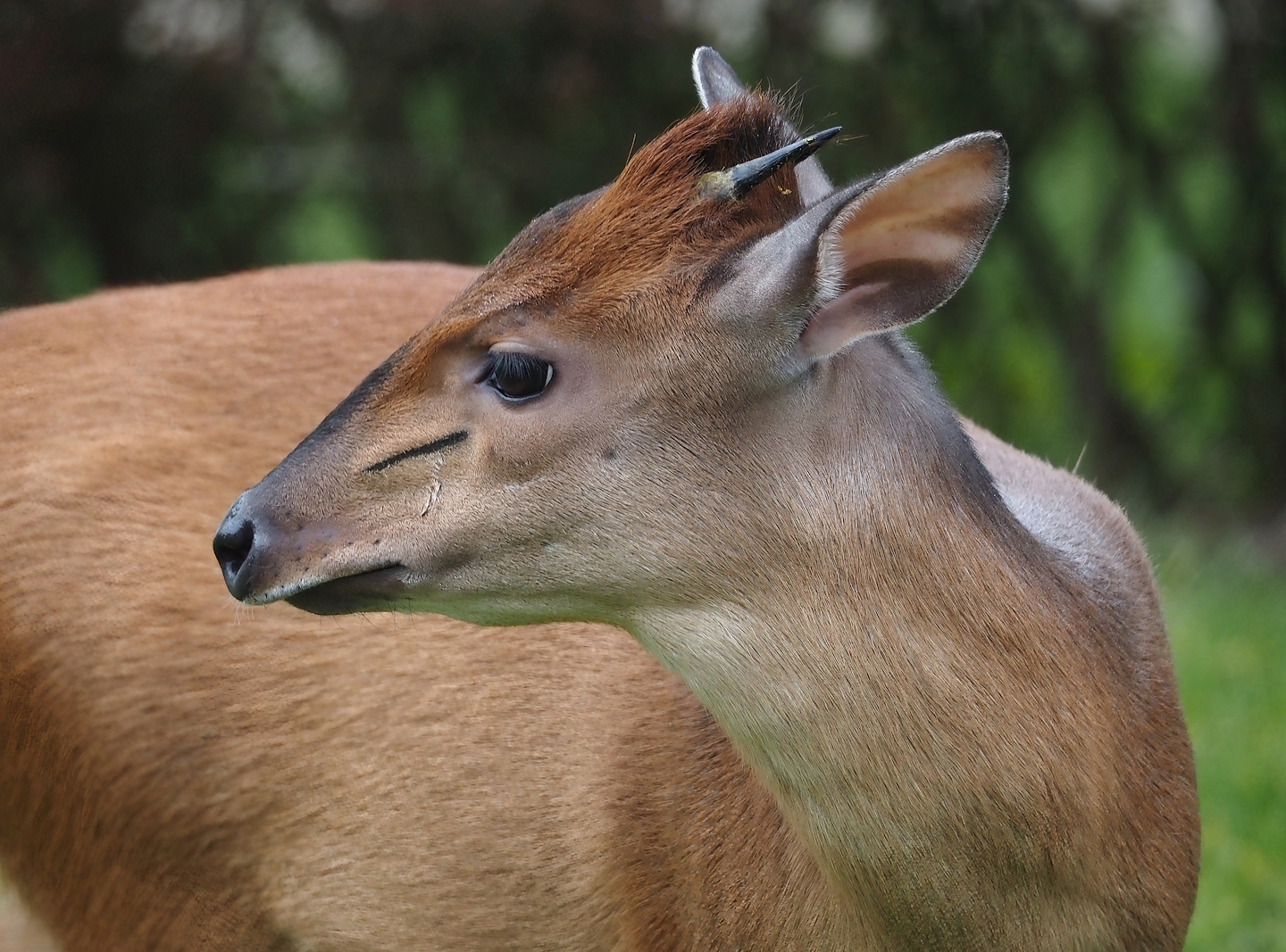 Red duiker (Cephalophus natalensis), 2024-03-09