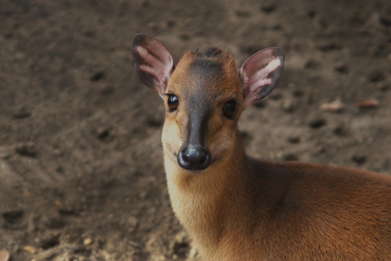 Red Duiker (Cephalophus natalensis), 26-11-25