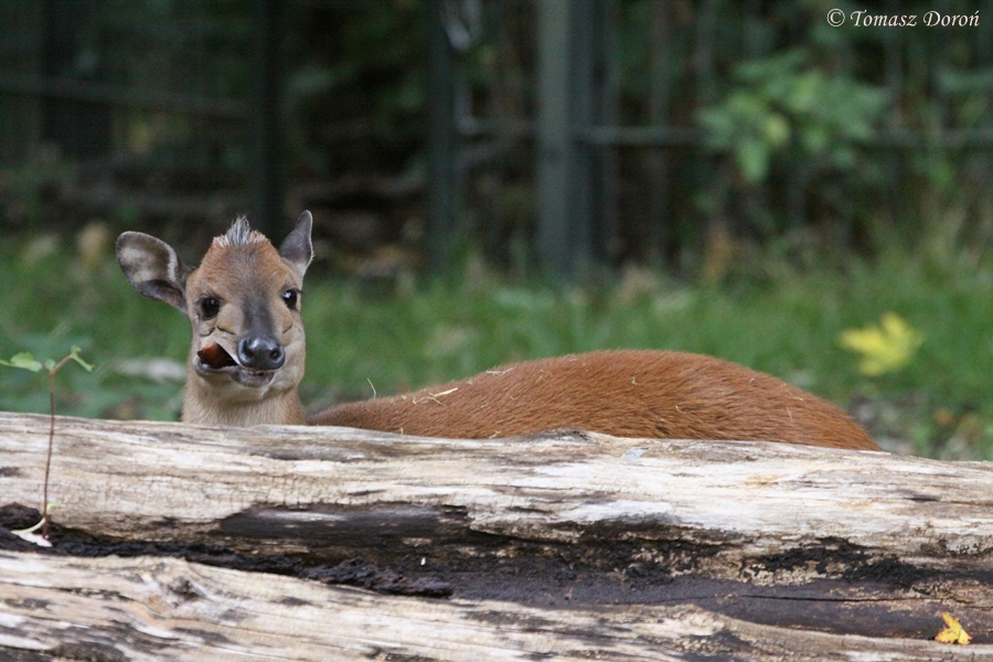 Red Duiker (Cephalophus natalensis)