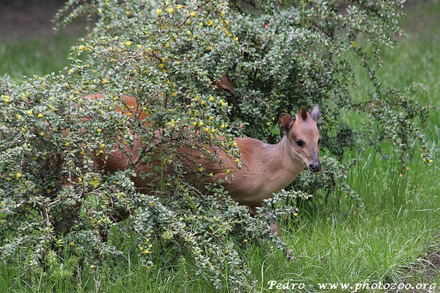 Red duiker (Cephalophus natalensis)