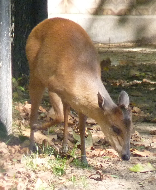 Red duiker (Cephalophus natalensis)