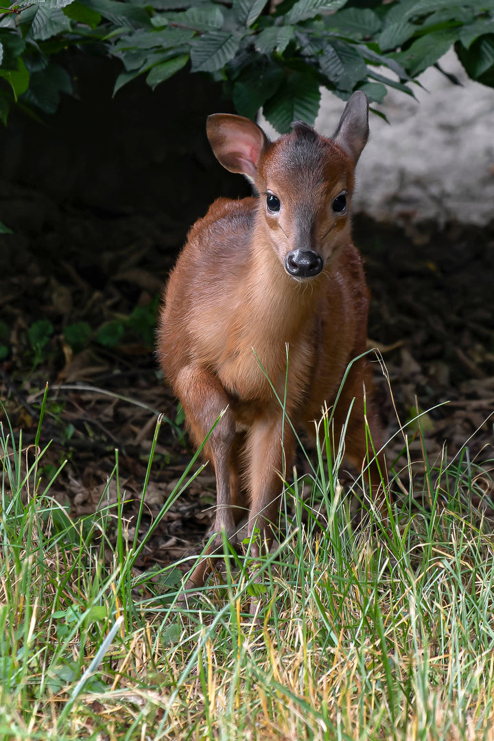 Red duiker (Cephalophus natalensis)