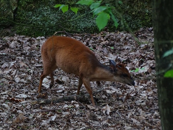 Red duiker (Cephalophus natalensis)