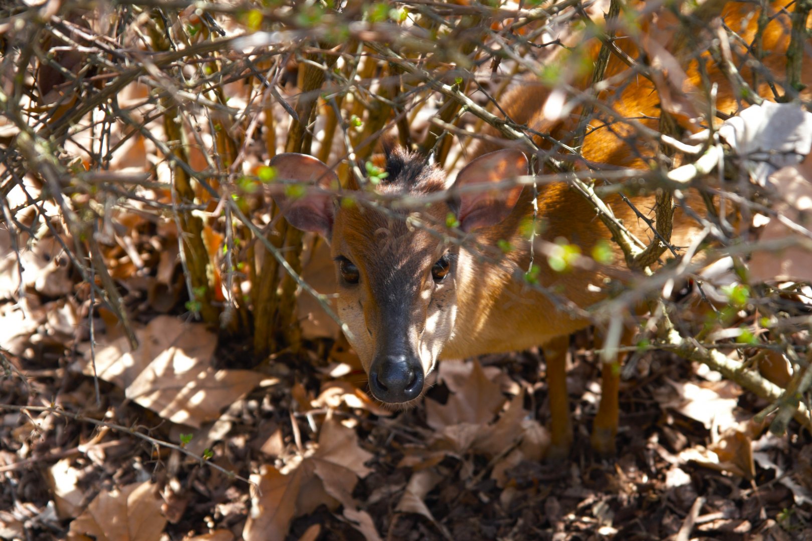 Red Duiker (Cephalophus Natalensis)