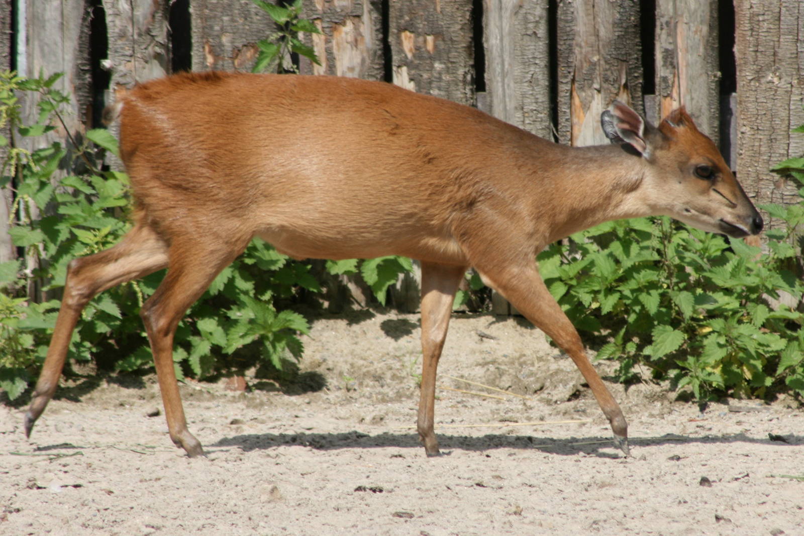 Red duiker; Landau; 4th September 2010