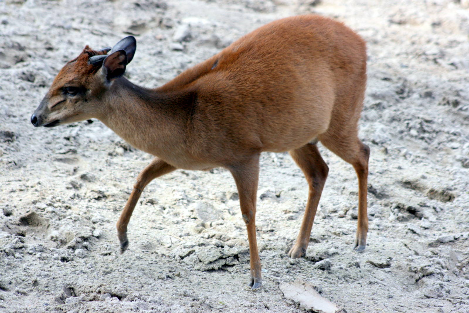 Red duiker; Landau; 4th September 2010