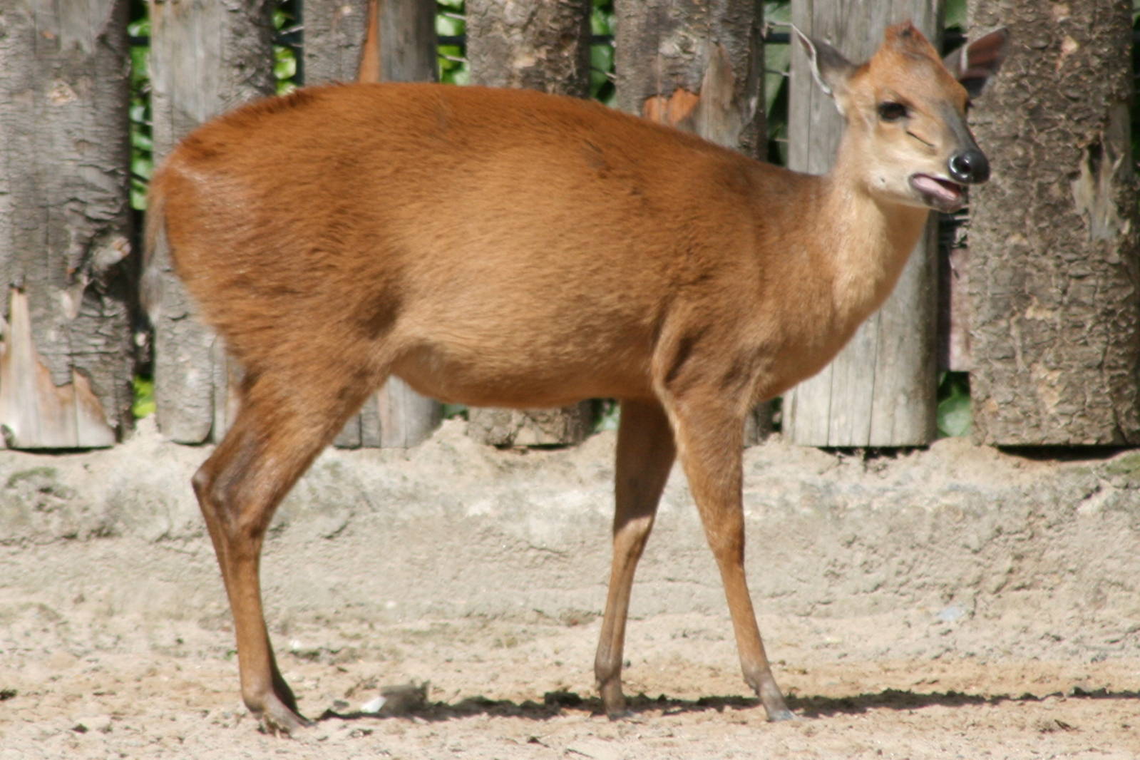 Red duiker; Landau; 4th September 2010