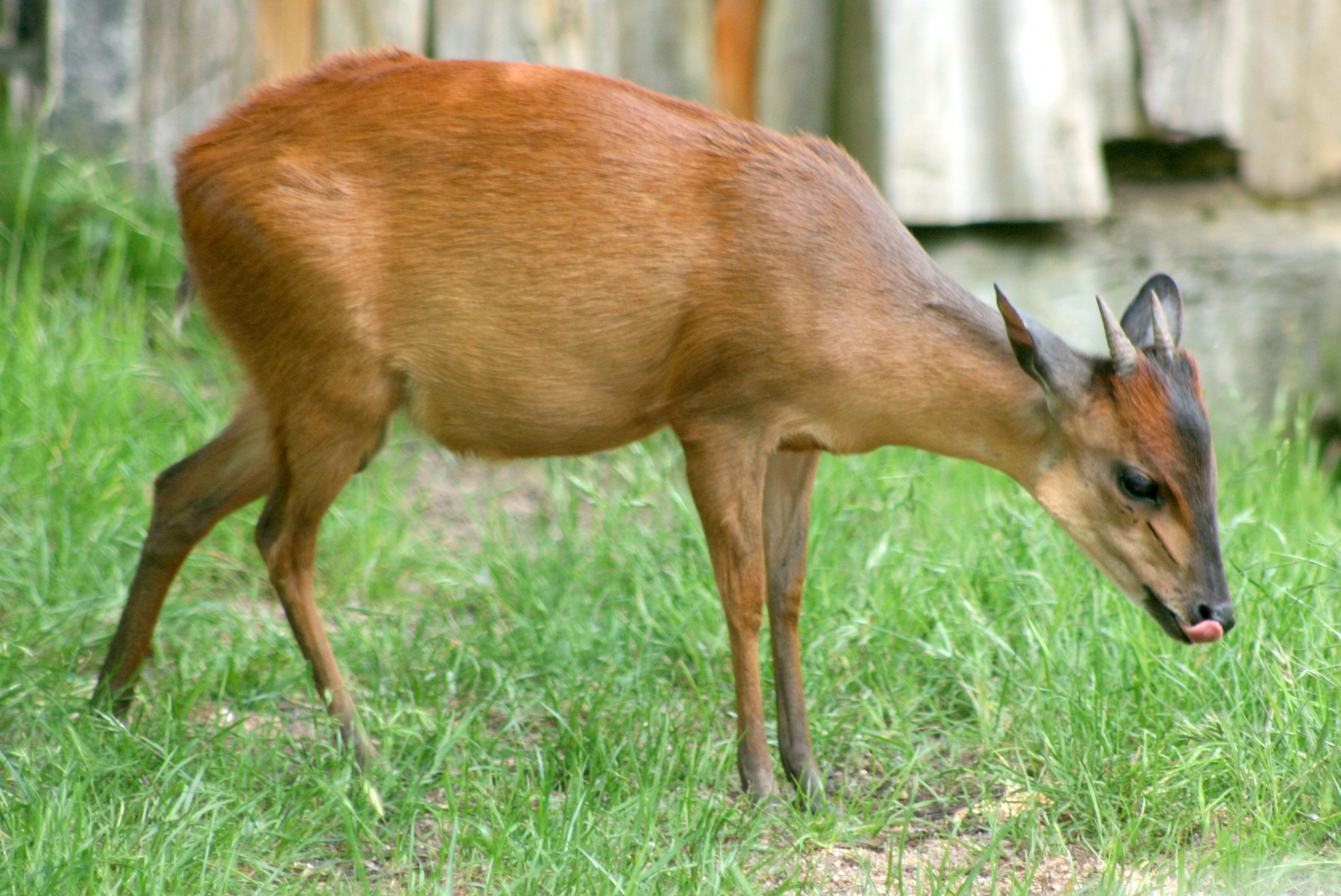 Red duiker; London Zoo; 27th May 2017