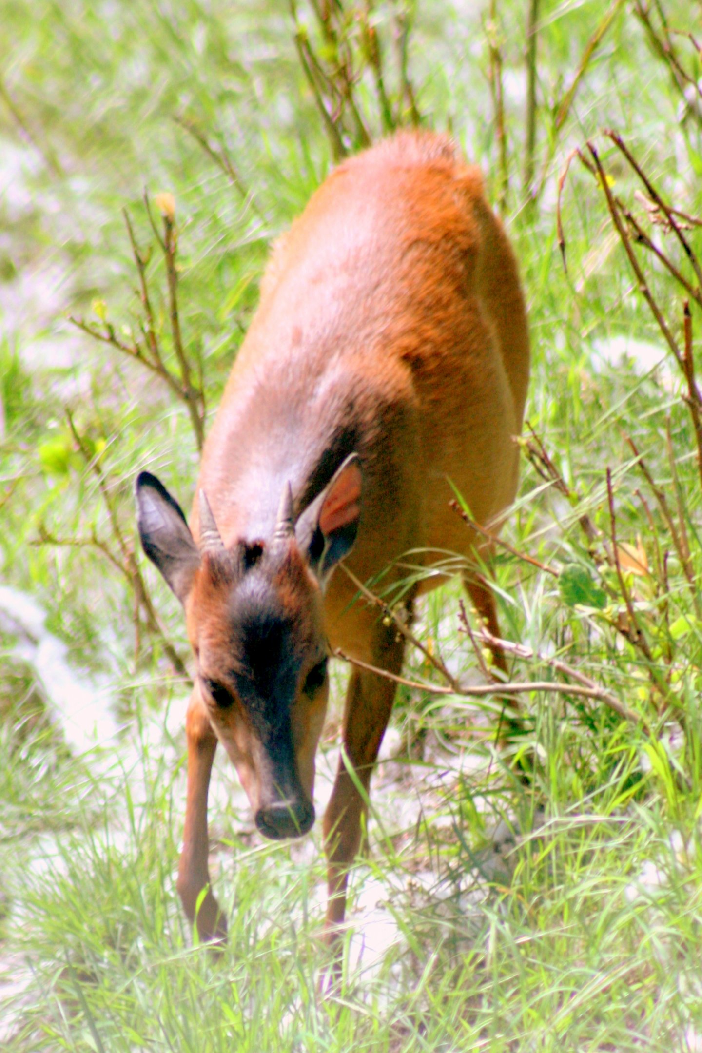 Red duiker; London Zoo; 27th May 2017