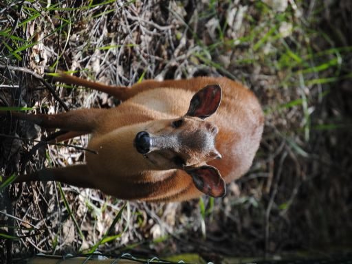 Red duiker