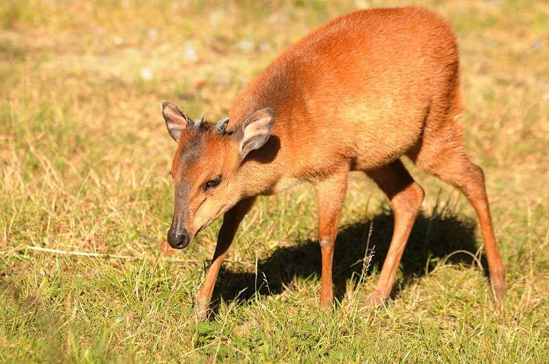Red duiker