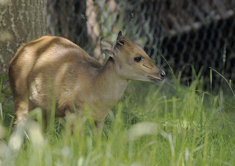 Red duiker