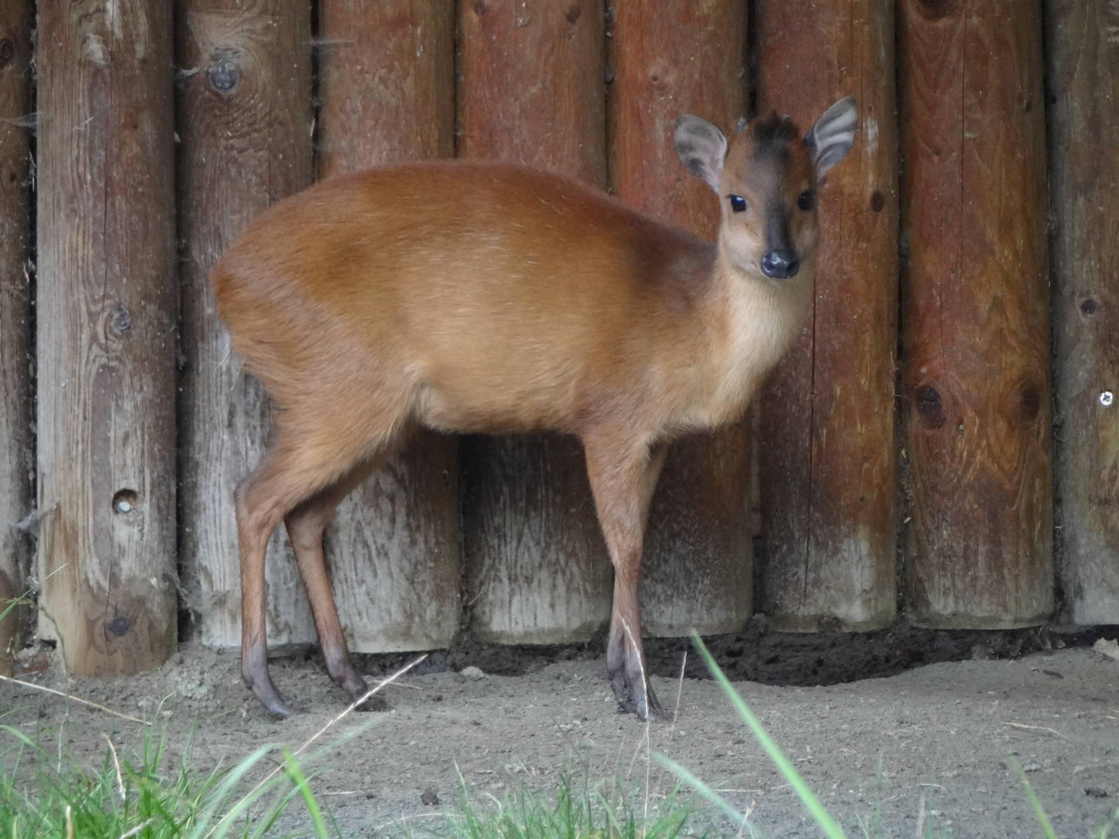 Red Duiker
