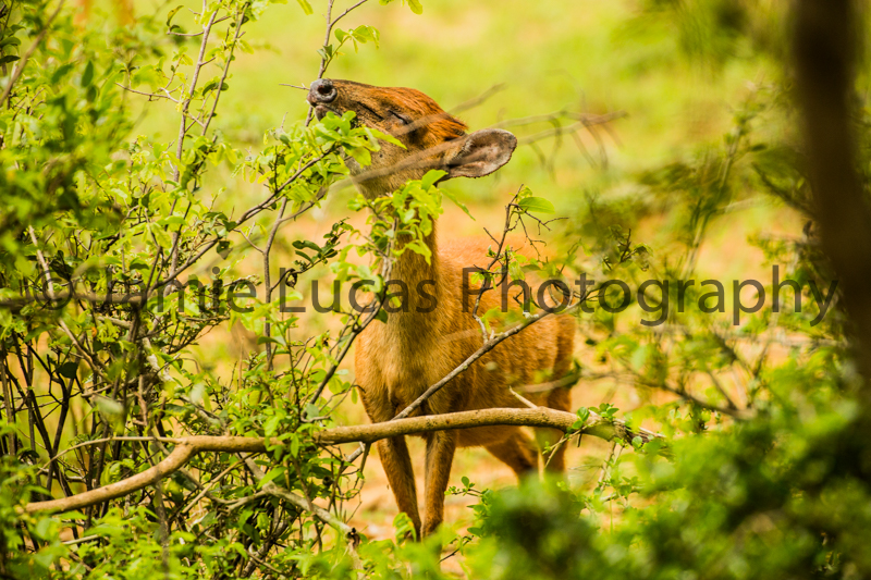Red Duiker