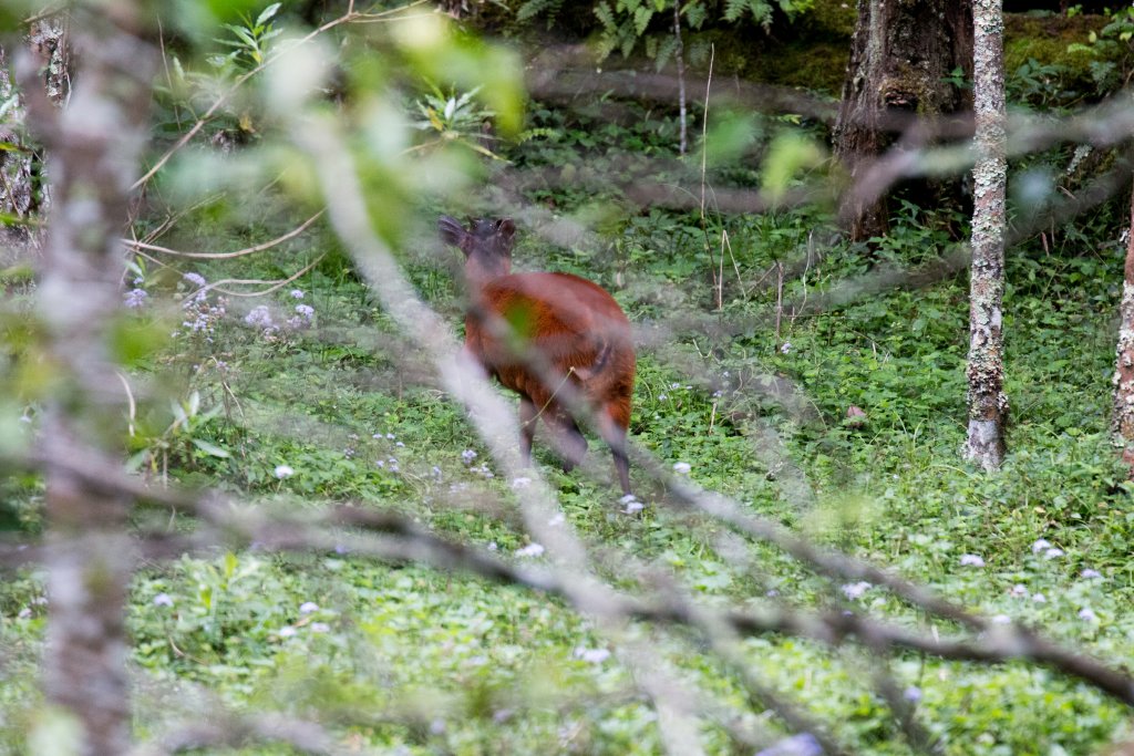 Red Duiker
