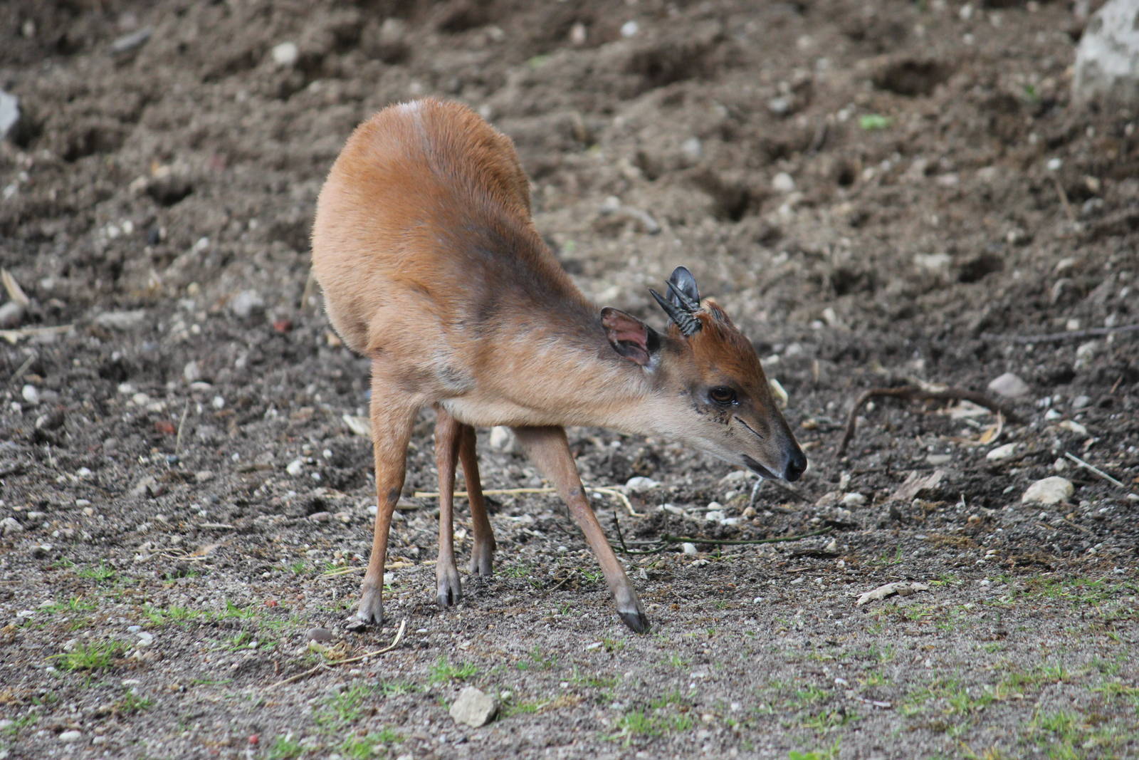 Red duiker