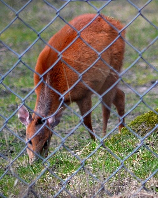 Red duiker