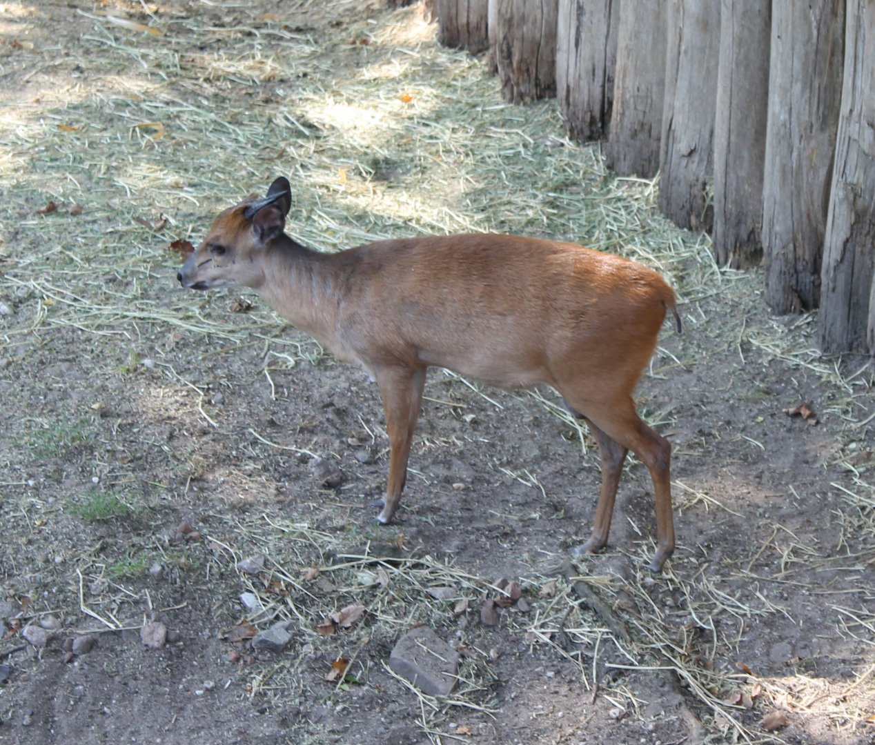 Red duiker
