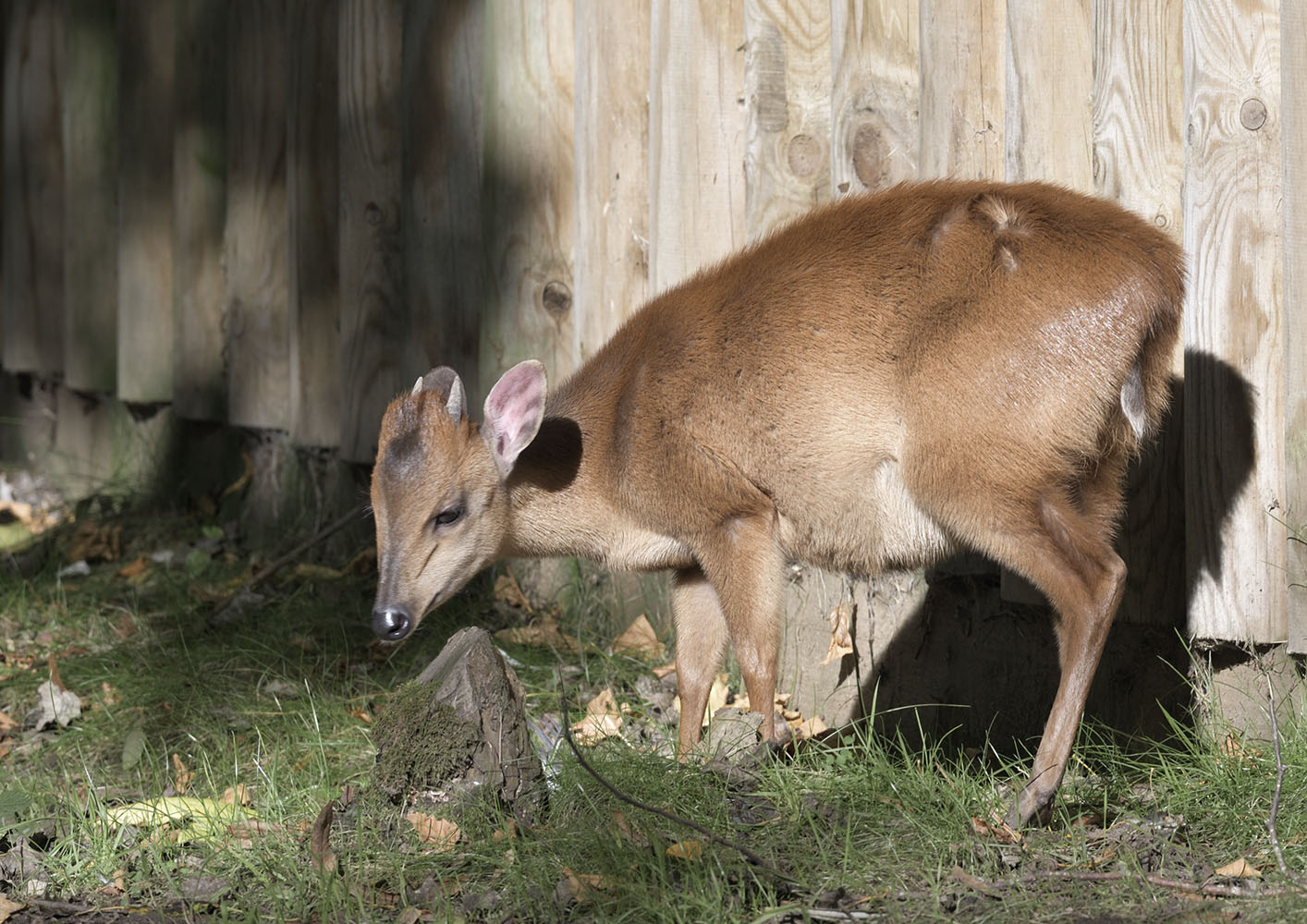 Red duiker