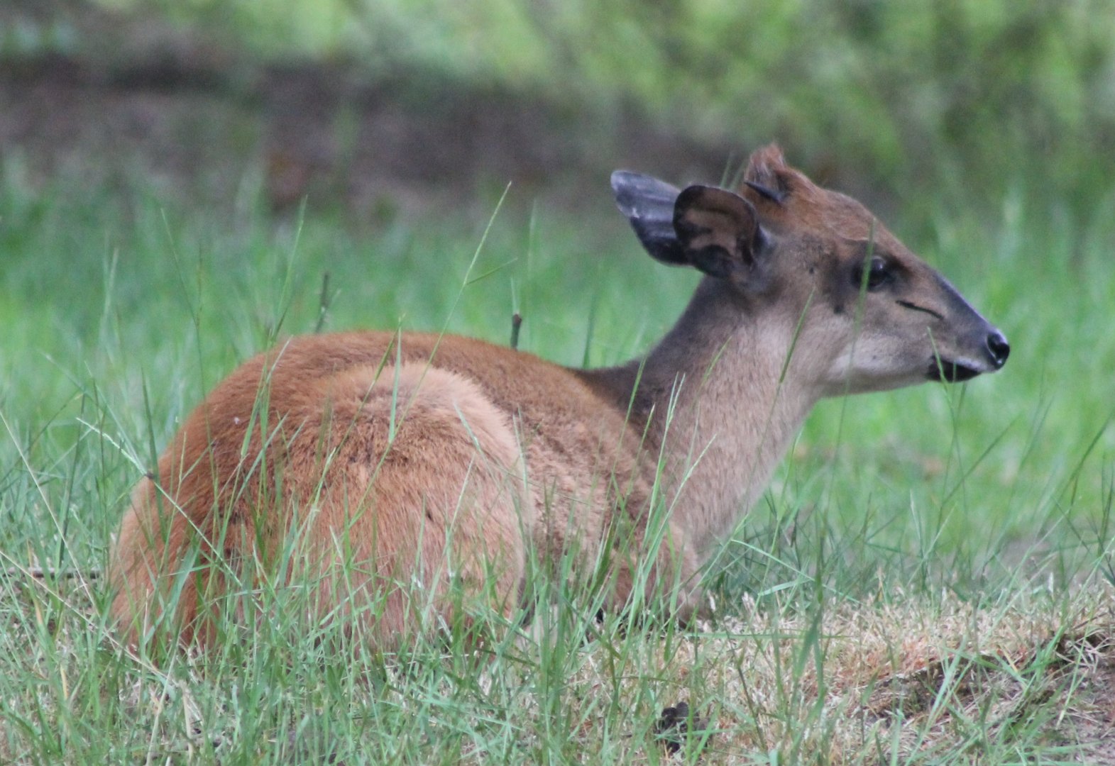 Red duiker