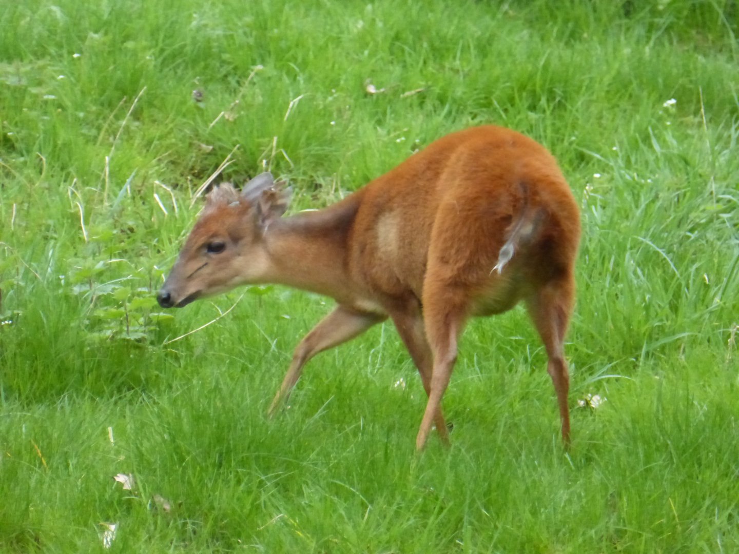 Red duiker