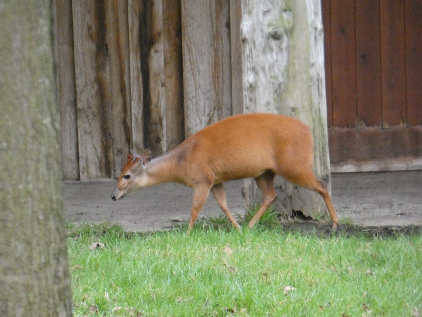 Red duiker