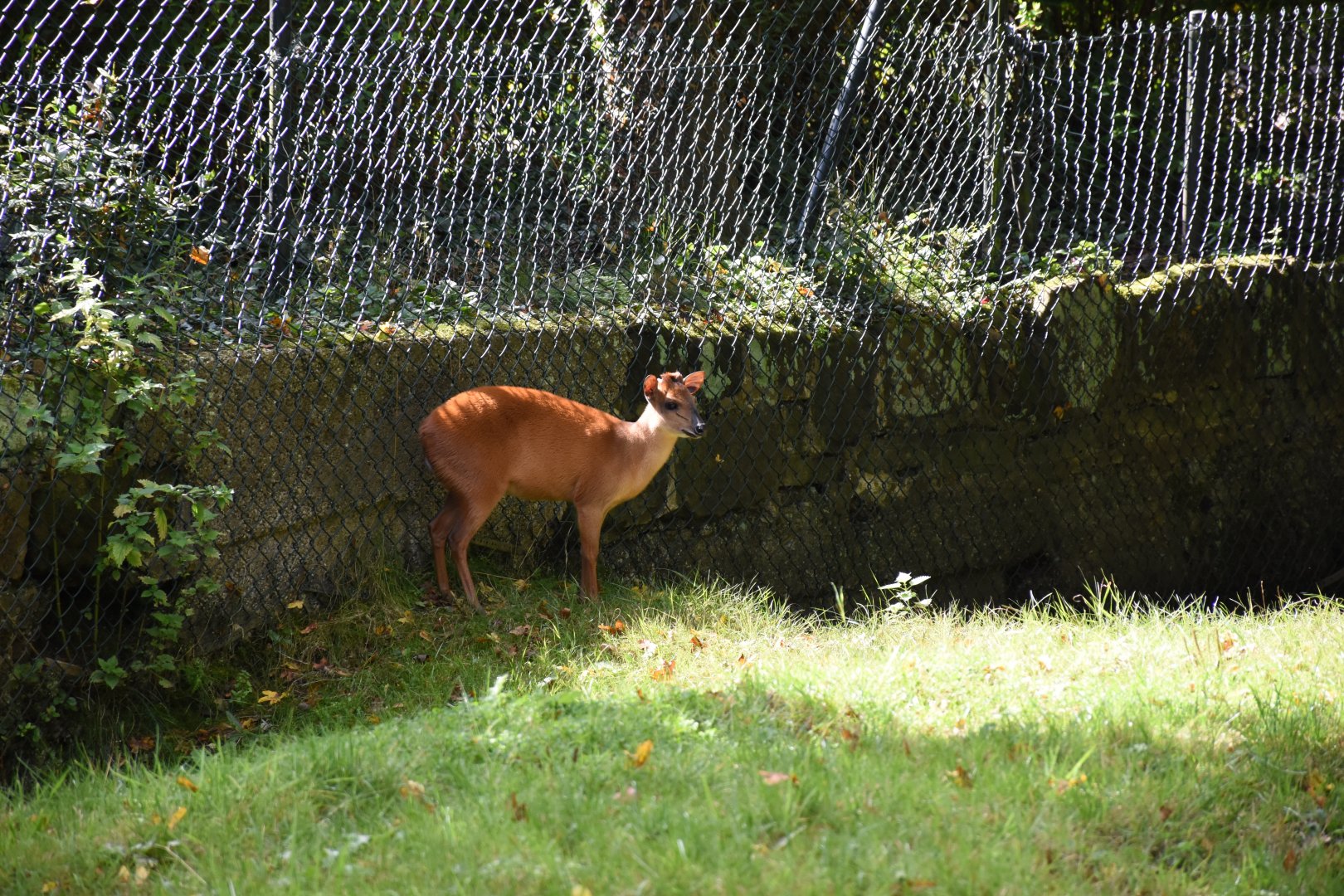 Red duiker