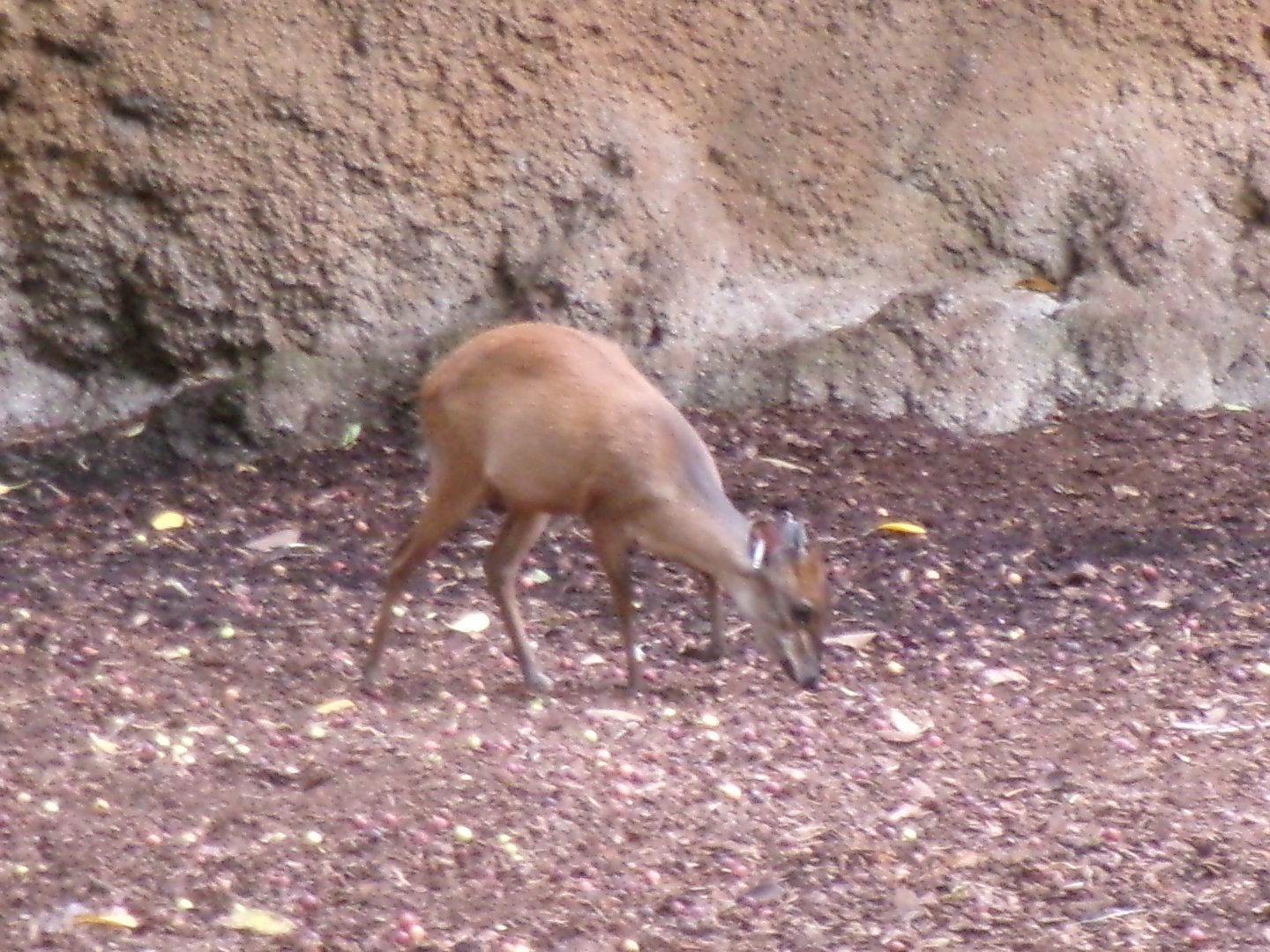 Red duiker