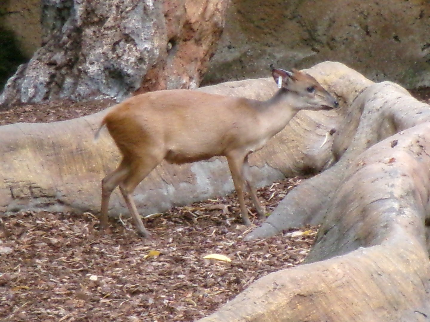 Red duiker