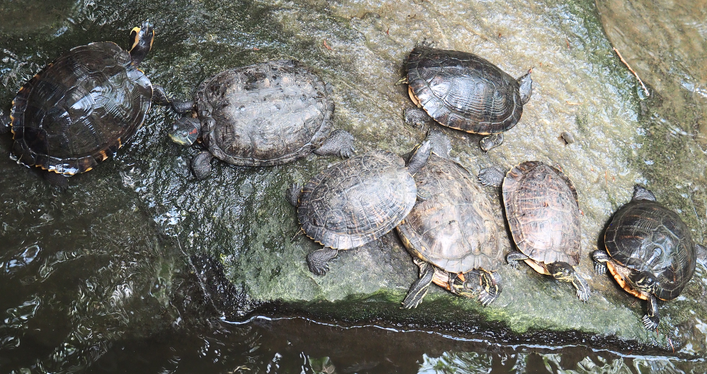 Red-eared and Yellow-bellied sliders (Trachemys scripta elegans and T. s. scripta), 2020-06-20