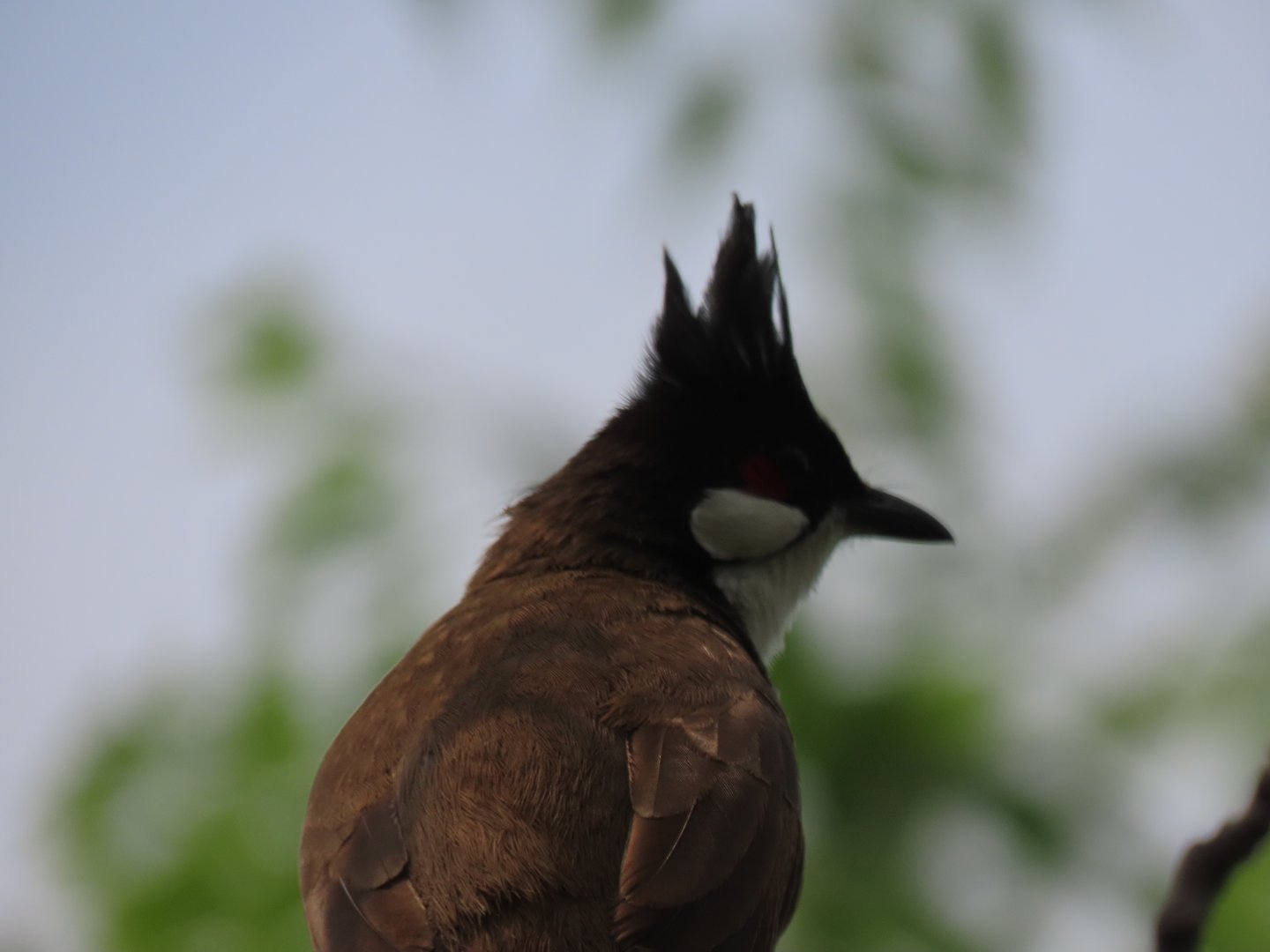 Red eared bulbul