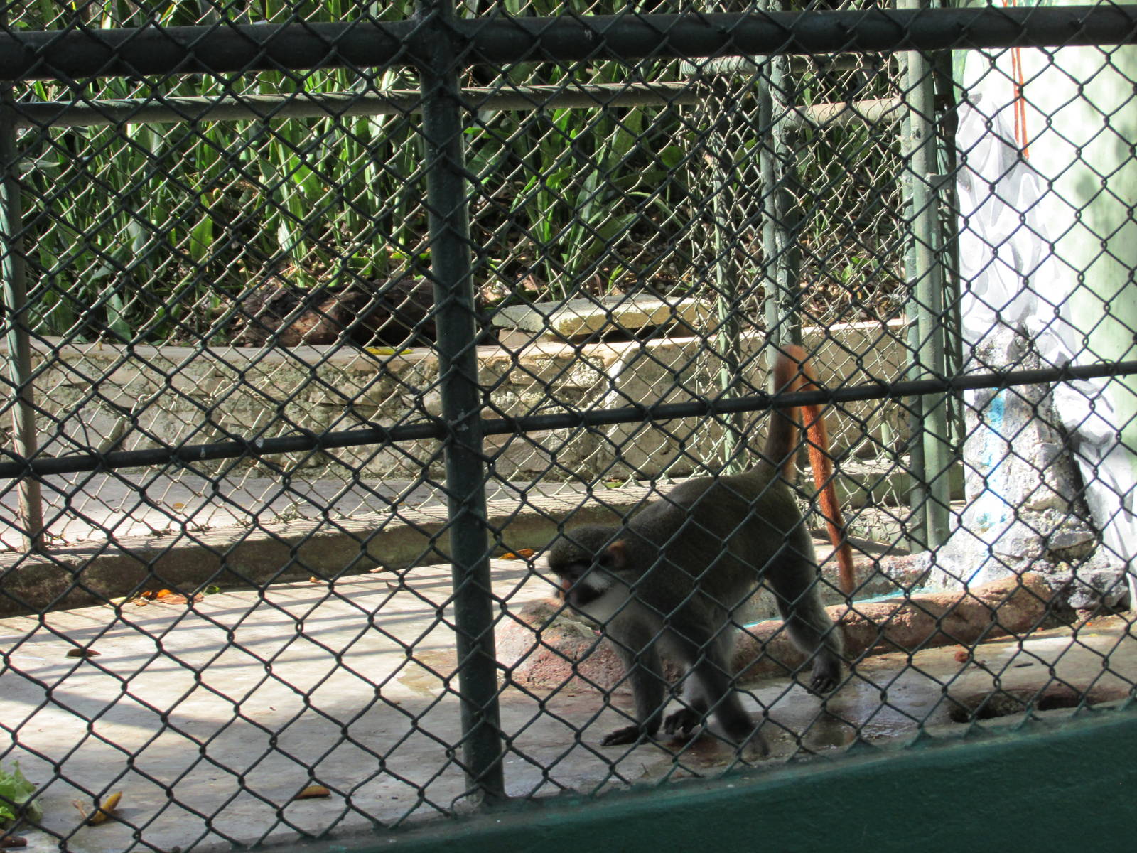 red eared guenon havana zoo