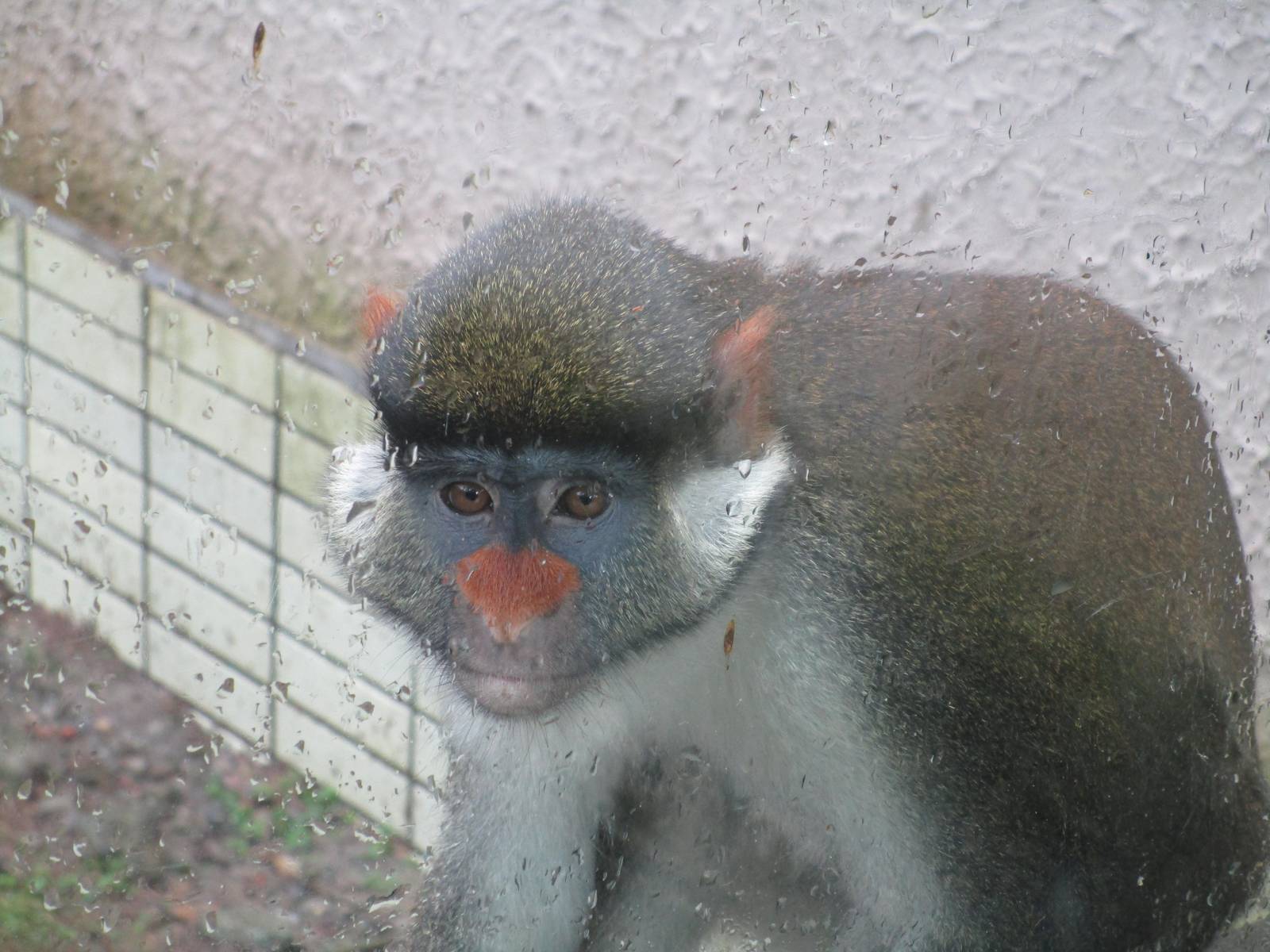 Red-eared Monkey - 16/04/2016