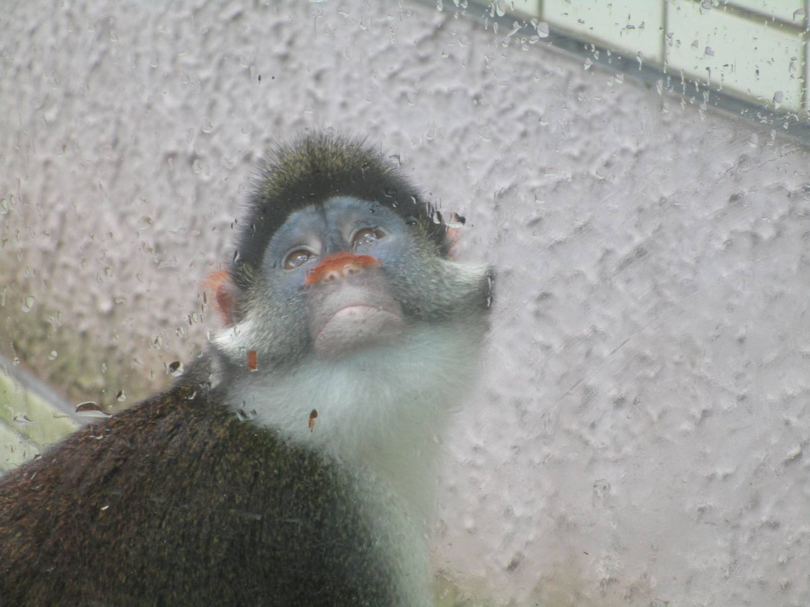 Red-eared Monkey - 16/04/2016