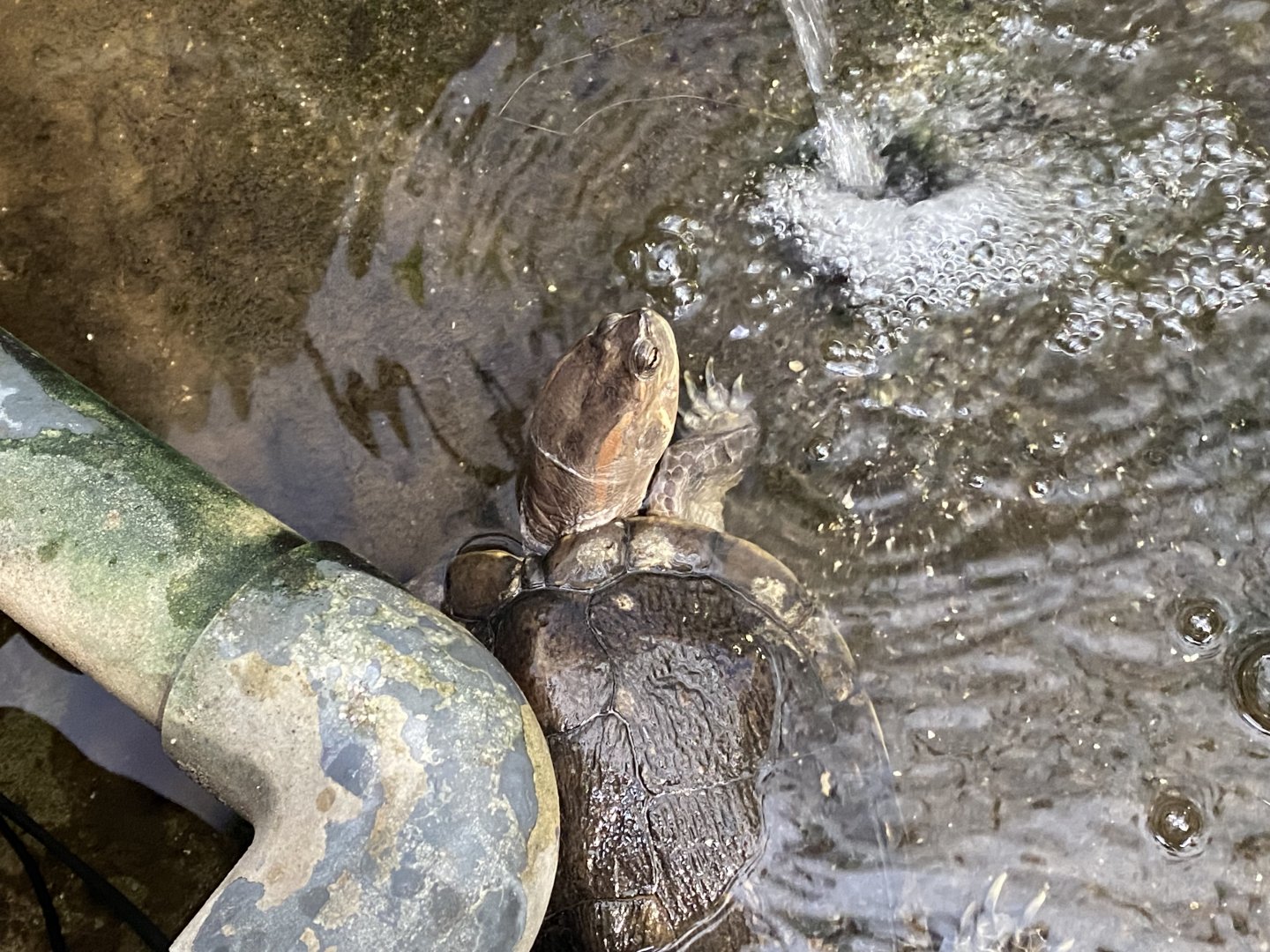 Red-eared slider 050924