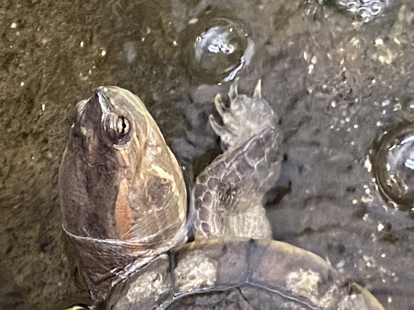 Red-eared slider 050924