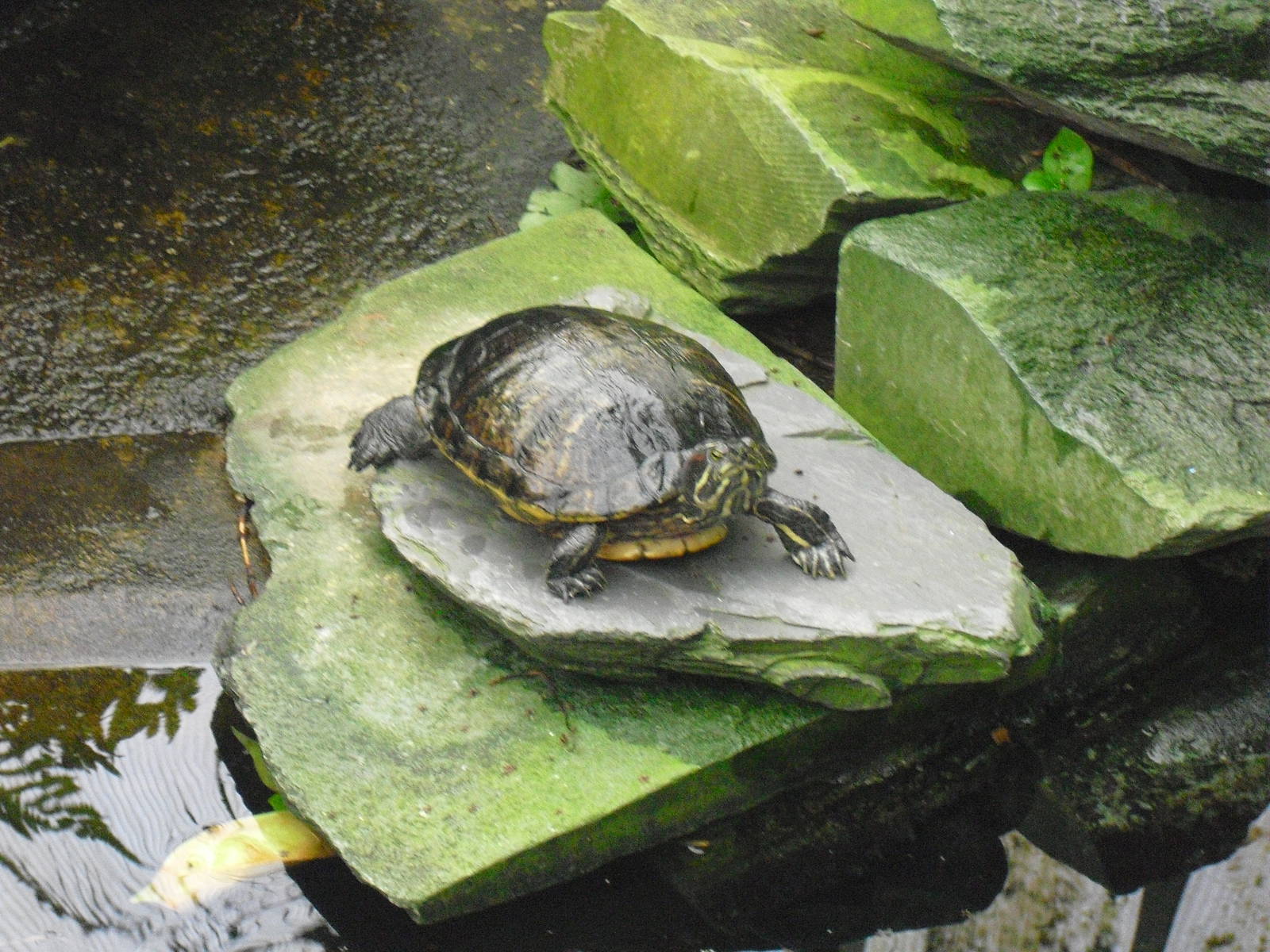 Red-eared slider - 27/10/2011