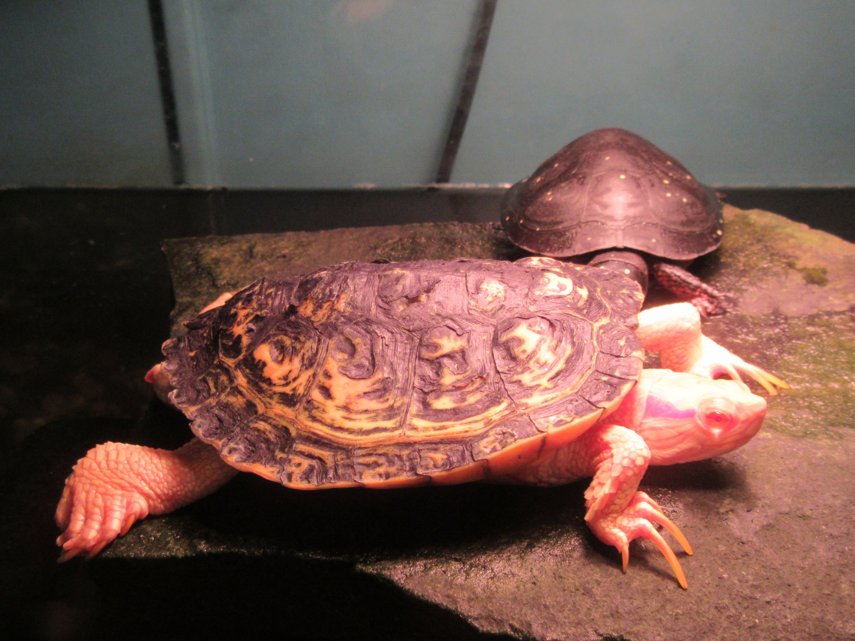 Red-eared Slider (albino)