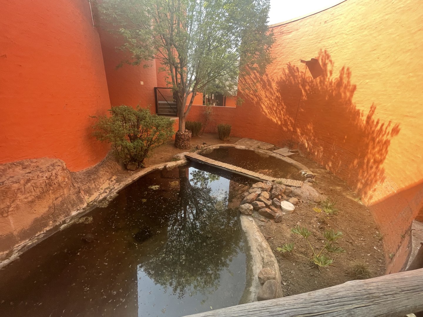 Red-eared slider and African Helmeted Turtle Exhibit (Trachemys scripta elegans, Pelomedusa subrufa)