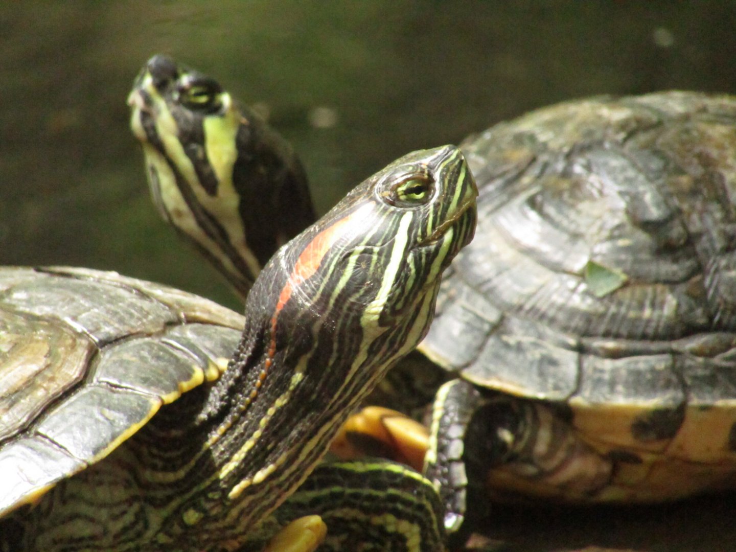 Red-eared Slider and Eastern Painted Turtle