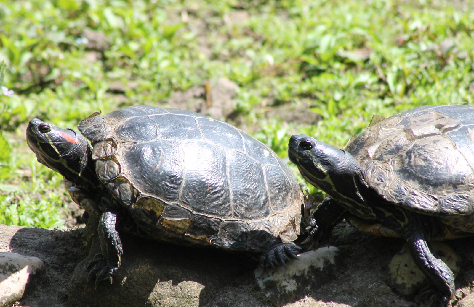 Red-eared slider and ID turtle